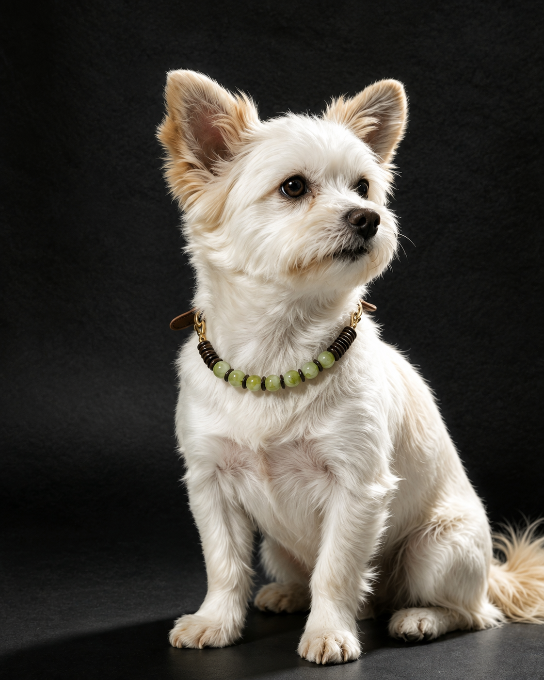 Small white dog wearing a Forest Green Vintage crystal pet collar with green beads and brown accents
