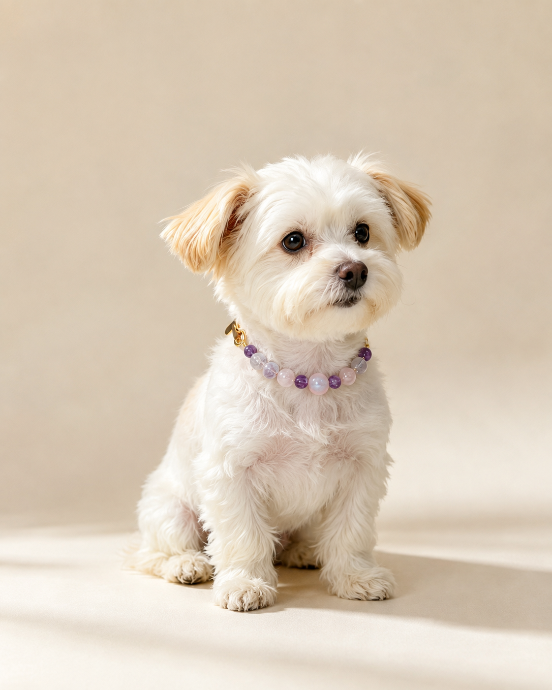 Small white dog wearing a Lavender Blush crystal pet collar with pink and purple beads