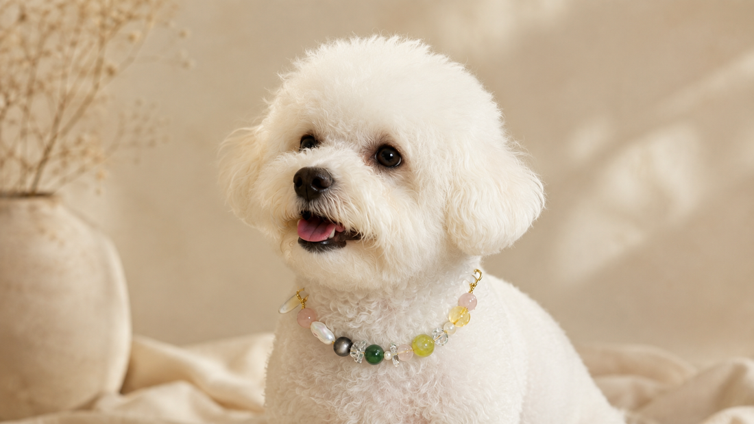 Small dog wearing a colorful crystal dog collar in a warm editorial setting