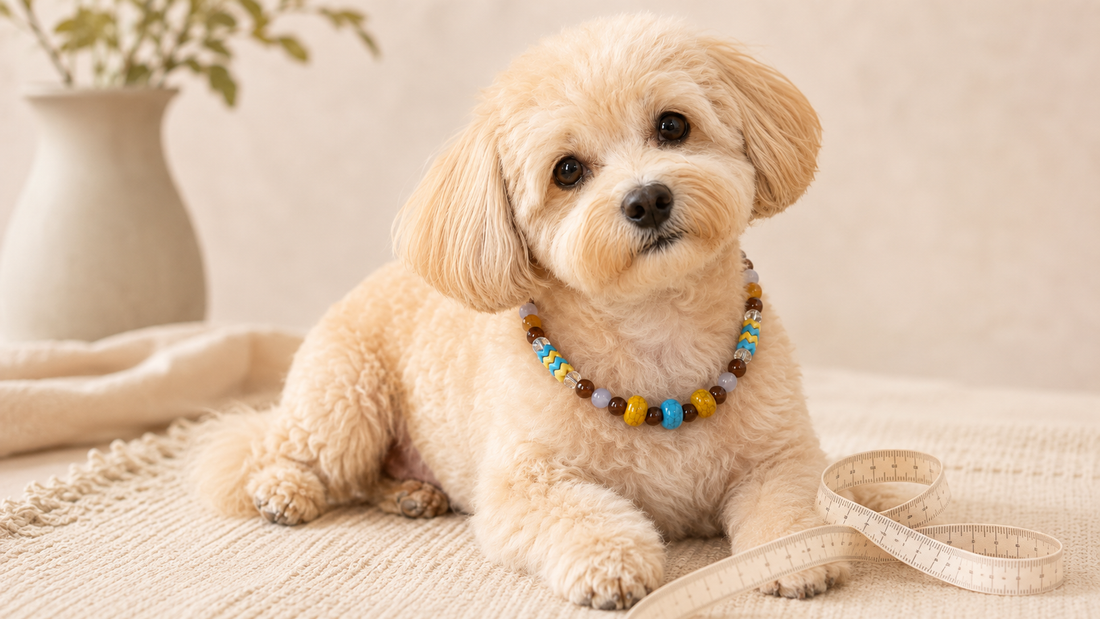 Small dog wearing a beaded pet necklace with a soft measuring tape for sizing