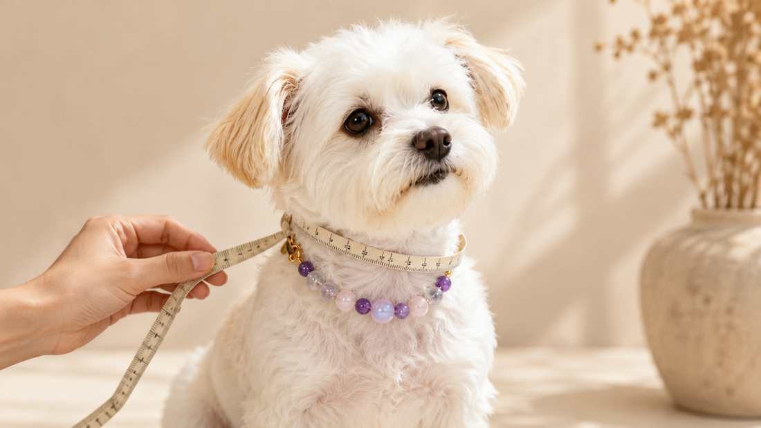 Small dog wearing a crystal pet collar with a soft measuring tape for sizing