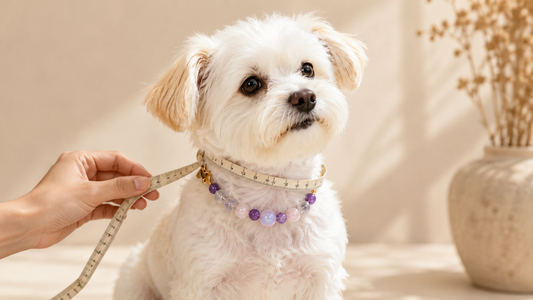 Small dog wearing a crystal pet collar with a soft measuring tape for sizing