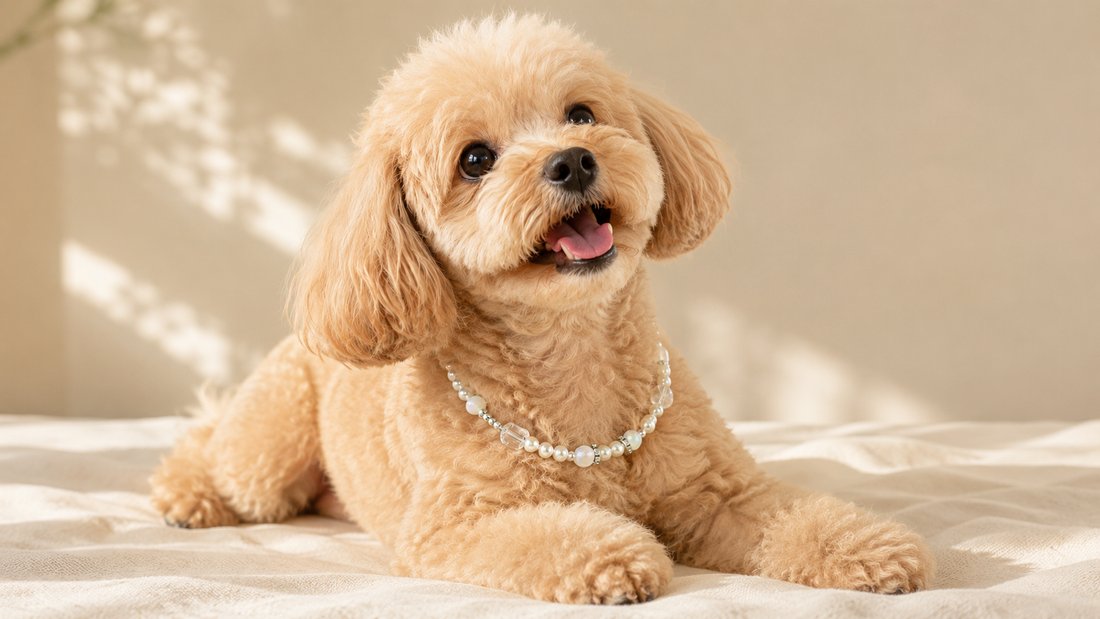 Small dog wearing a colorful beaded dog necklace in a warm editorial setting