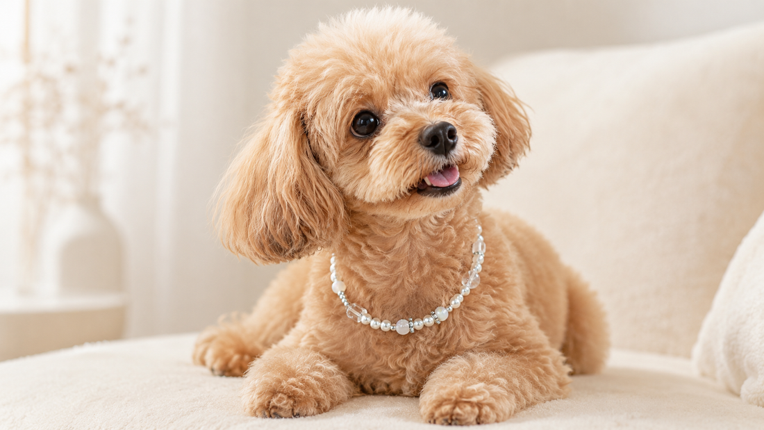 Small dog wearing an elegant pearl-style dog necklace in a warm cream setting