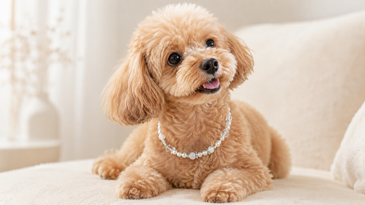 Small dog wearing an elegant pearl-style dog necklace in a warm cream setting