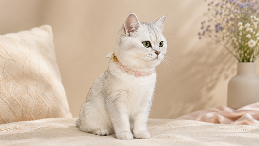 Small dog wearing a proportional beaded decorative collar in a warm editorial setting