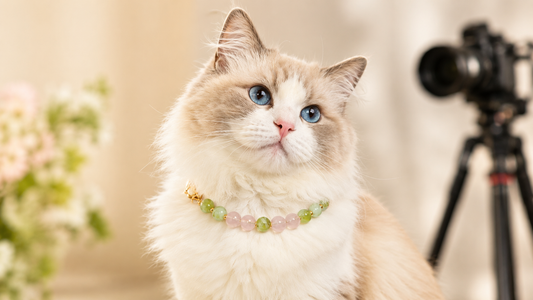 Dog wearing decorative beaded jewelry during a warm editorial pet photoshoot
