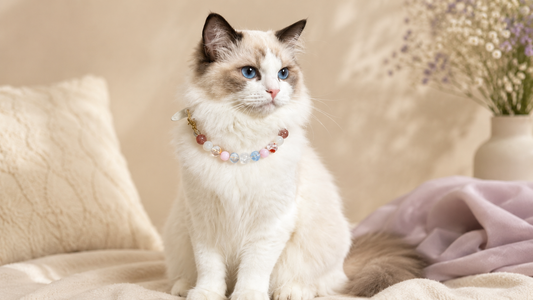 Dog wearing a pearl-style decorative collar in a soft cream editorial portrait