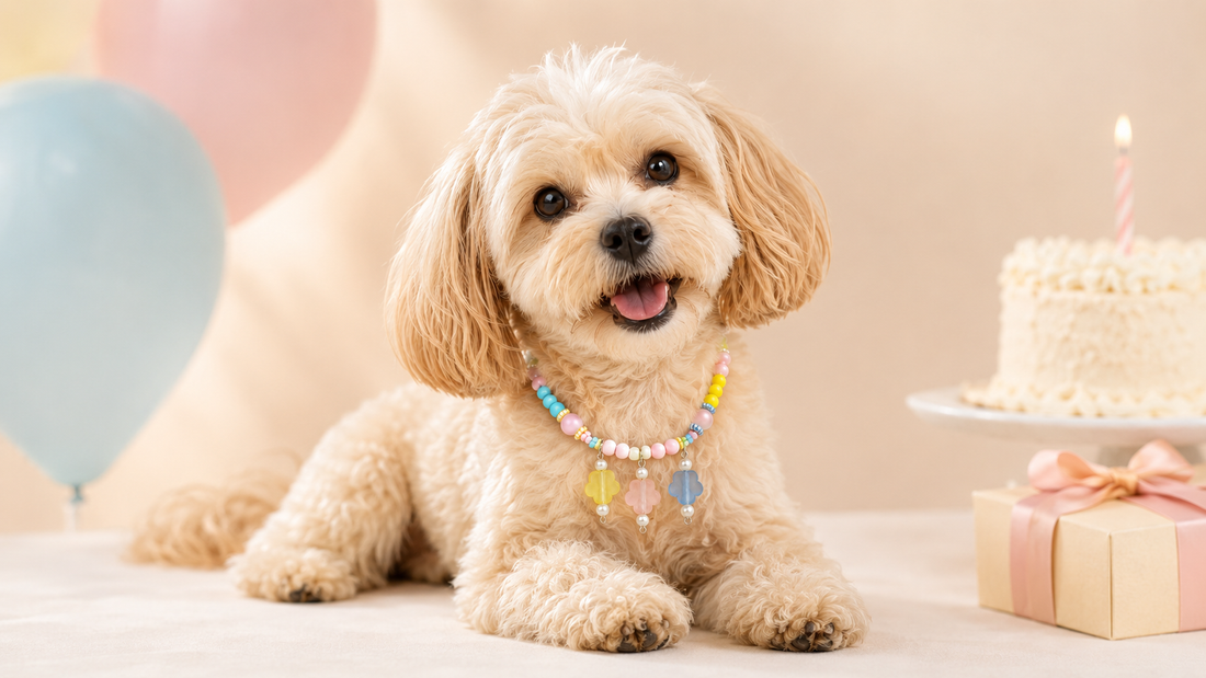Small dog wearing a colorful beaded birthday necklace in a pastel birthday setting