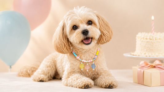 Small dog wearing a colorful beaded birthday necklace in a pastel birthday setting