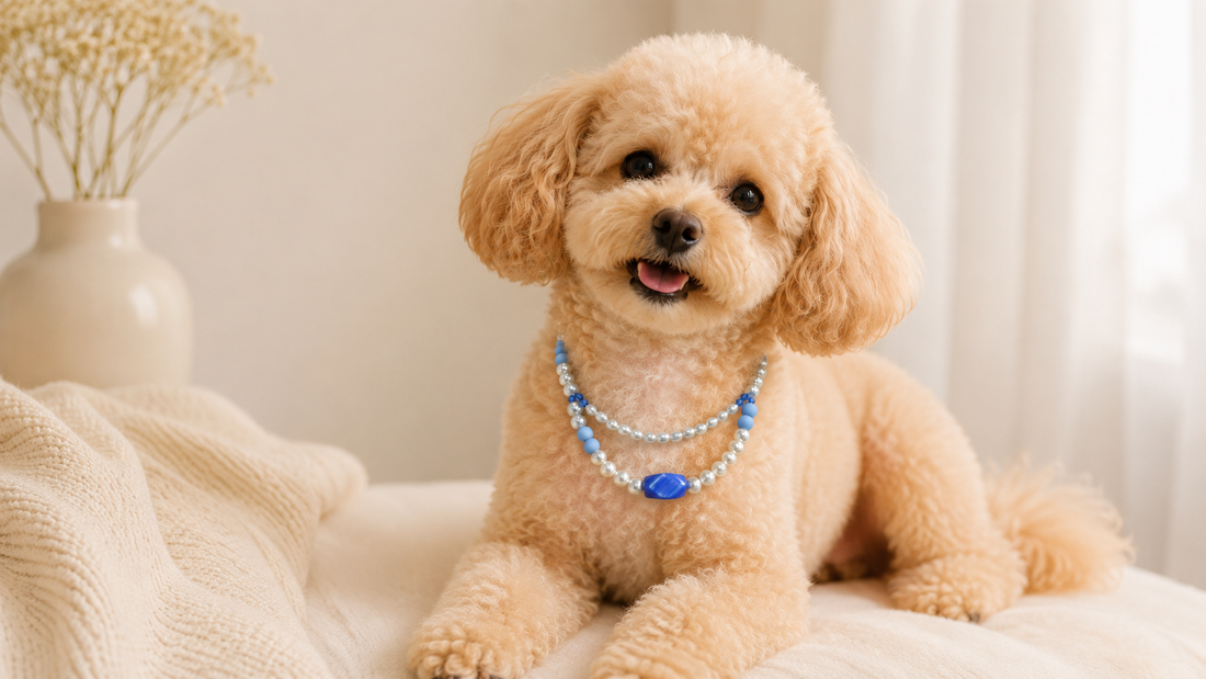 Small dog wearing a double-layer pearl-style statement pet necklace