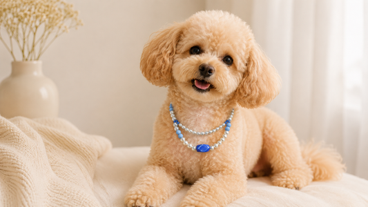Small dog wearing a double-layer pearl-style statement pet necklace