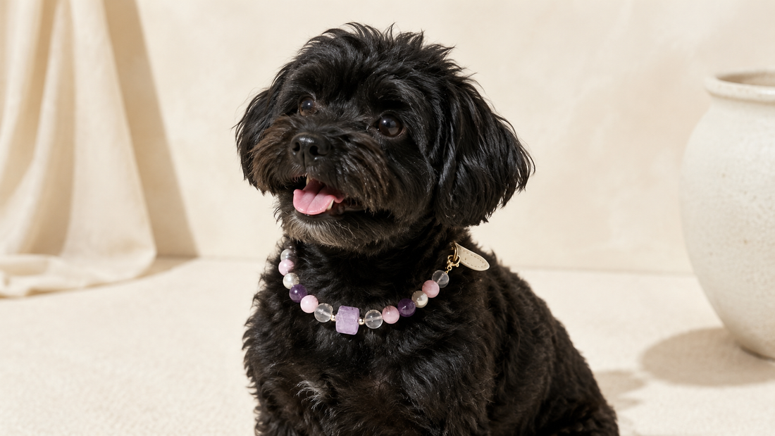 Black dog wearing a pastel crystal dog collar in a warm editorial portrait