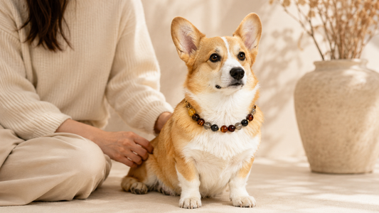 Small dog calmly wearing a crystal pet collar during supervised decorative use