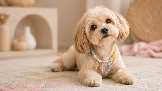 Small dog wearing a pastel flower-charm beaded dog necklace in a warm editorial setting