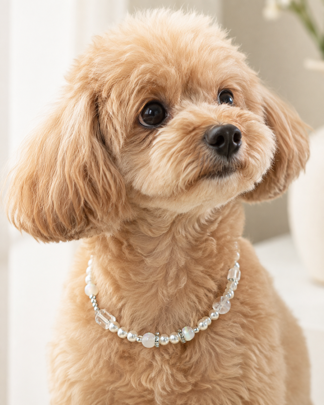 Small apricot dog wearing the Ivory Glow pearl-style pet necklace