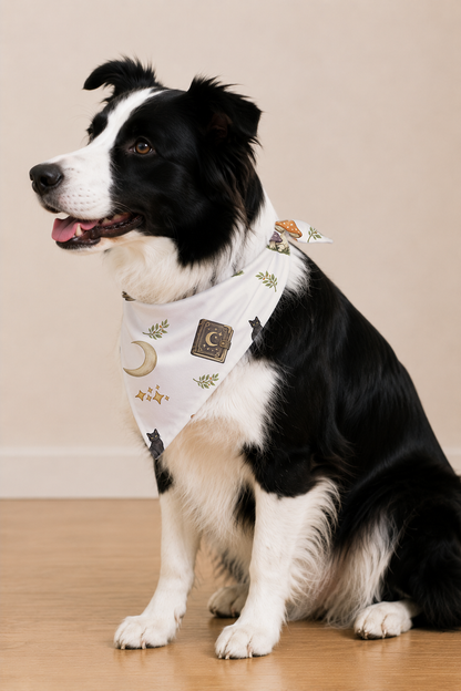 A black and white Border Collie sits on a light wood floor wearing a white bandana with a celestial print of a crescent moon, stars, and small flowers.
