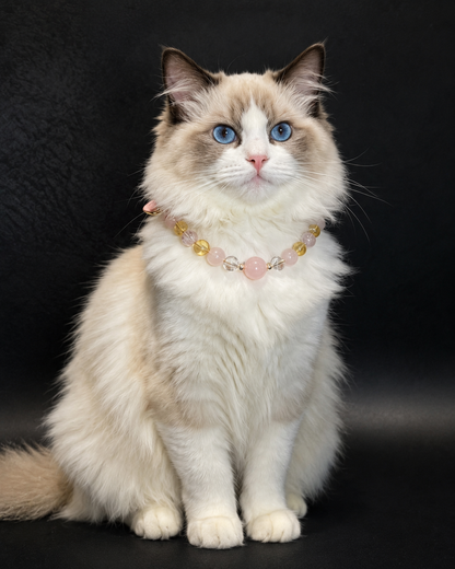 Fluffy cat wearing a Peach Glow crystal pet collar with soft pink and warm yellow beads