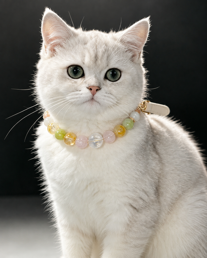 A white cat wearing a colorful beaded collar with gold-toned hardware, photographed against a dark studio background.