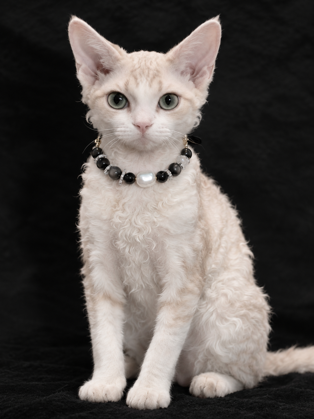 Cat wearing the Midnight Baroque crystal pet collar with black beads and pearl centerpiece