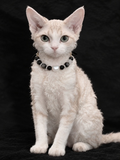Cat wearing the Midnight Baroque crystal pet collar with black beads and pearl centerpiece