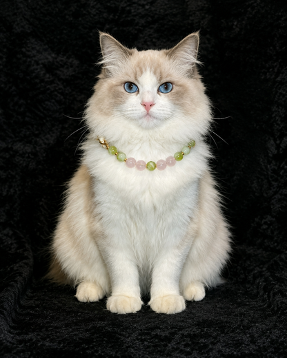 Fluffy cat wearing a Green Mist & Peach crystal pet collar with pink and green beads