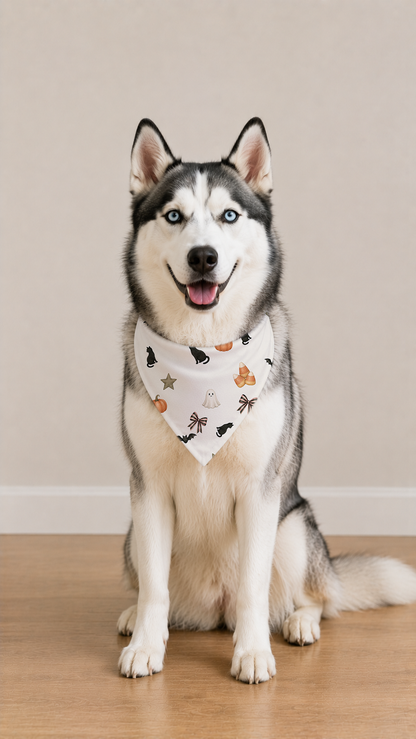 A Siberian husky dog sitting on a light wood floor against a beige wall, wearing a white bandana with a black, orange, and yellow spider and butterfly pattern.