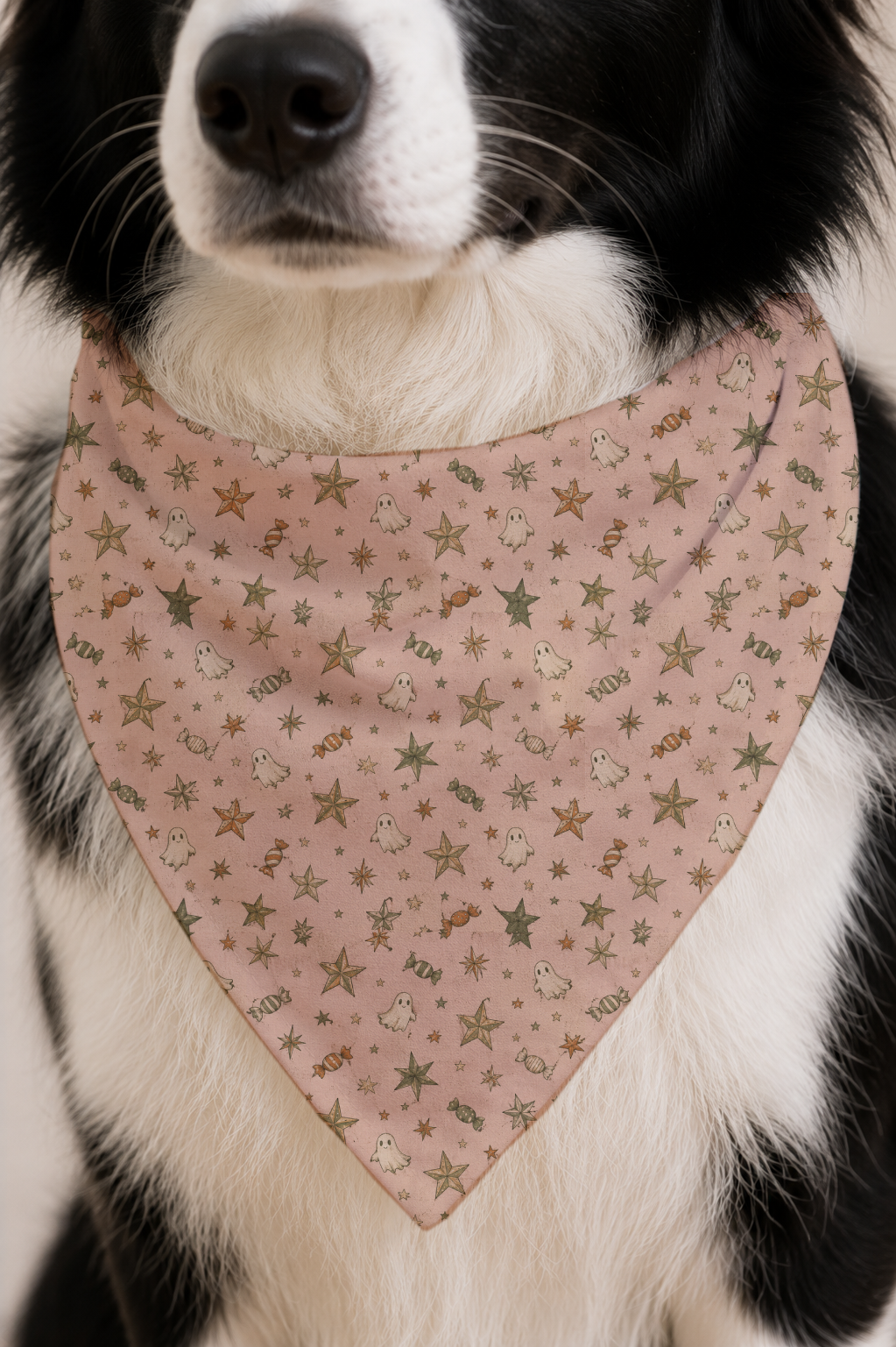 A close-up of a black and white dog wearing a dusty pink triangular bandana with a pattern of small gold stars and white cartoon characters.