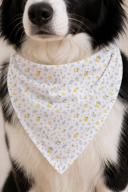  Border Collie wearing a Lemon Daisy Dog Bandana in a closeup detail view.