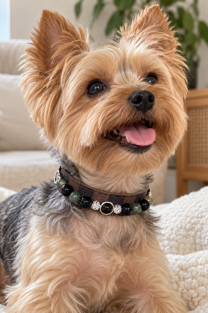 A small tan and gray dog wearing a beaded collar, sitting on a cream-colored sofa in a cozy indoor setting.