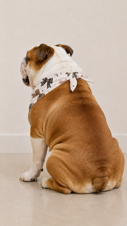 An English Bulldog sitting down, viewed from behind, wearing a white bandana with a black bow and floral pattern.